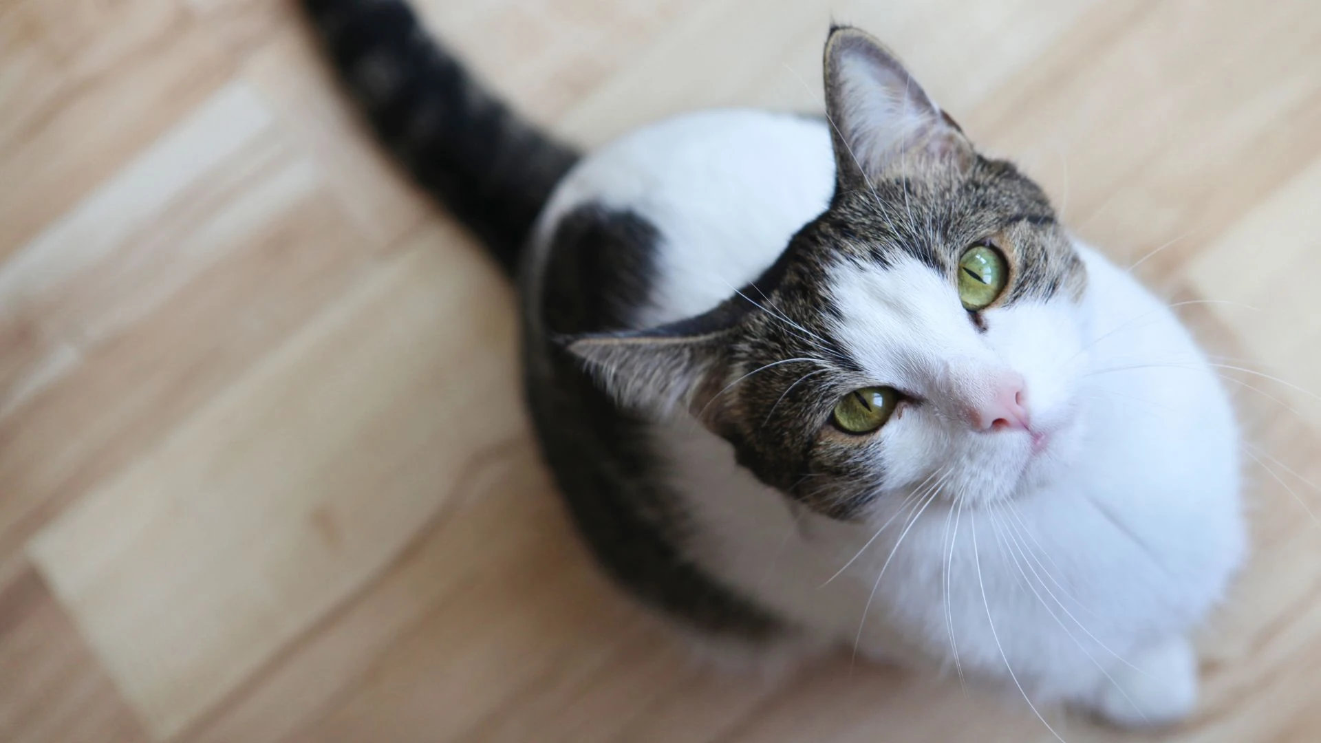 Step-by-Step Guide for Administering a Pet Inhaler